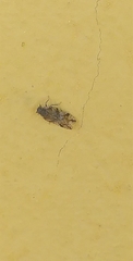 Cixiosoma bonaerense