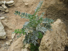 Astragalus terraccianoi