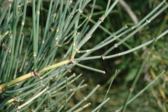 Ephedra procera
