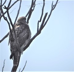 Buteo jamaicensis