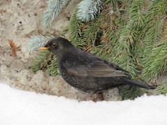 Turdus merula