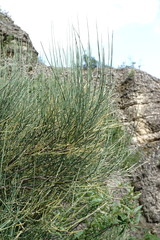 Ephedra procera