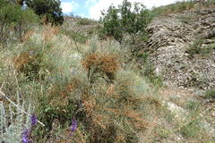 Ephedra procera