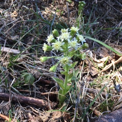 Petasites frigidus