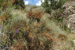 Ephedra procera