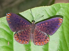 Metacharis victrix
