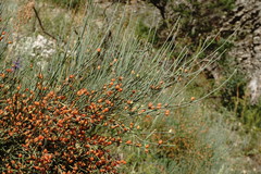 Ephedra procera