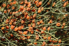 Ephedra procera