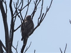 Buteo jamaicensis