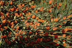 Ephedra procera