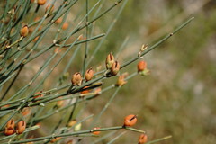 Ephedra procera