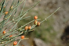 Ephedra procera