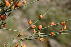 Ephedra procera