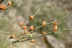 Ephedra procera