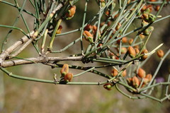 Ephedra procera