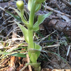 Petasites frigidus