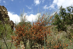 Ephedra procera