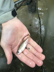 Clinostomus funduloides