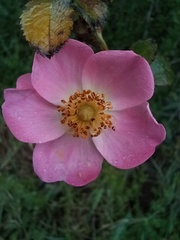 Rosa