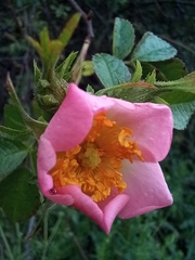 Rosa