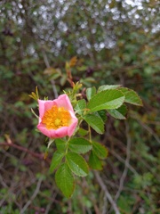 Rosa