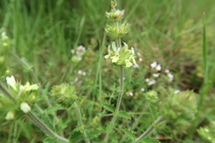 Sideritis fruticulosa