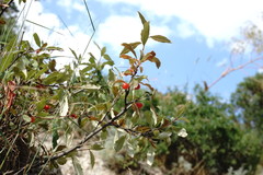Prunus incana