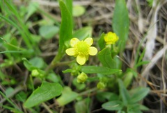 Ranunculus ophioglossifolius