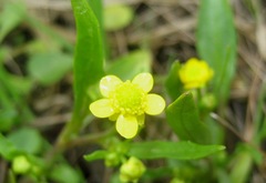 Ranunculus ophioglossifolius
