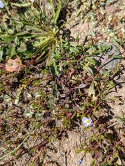 Pogogyne abramsii