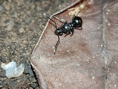 Polyrhachis scissa