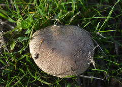Agaricus
