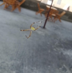 Argiope argentata
