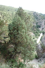 Juniperus polycarpos