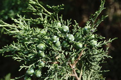 Juniperus polycarpos