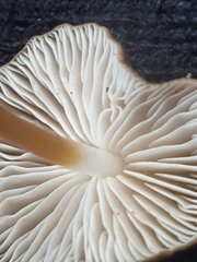 Strobilurus tenacellus