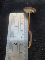 Strobilurus tenacellus