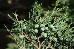 Juniperus polycarpos
