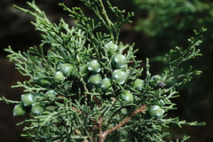 Juniperus polycarpos
