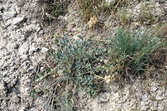 Astragalus calycinus