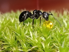 Polyrhachis scissa