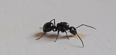 Polyrhachis scissa