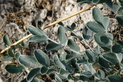 Astragalus calycinus