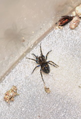 Titanoeca quadriguttata