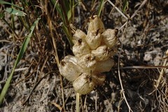 Astragalus calycinus