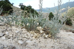 Astragalus calycinus