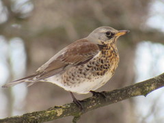 Turdus pilaris