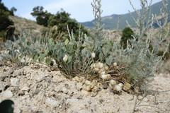 Astragalus calycinus