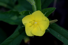 Melhania
