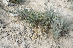 Astragalus calycinus